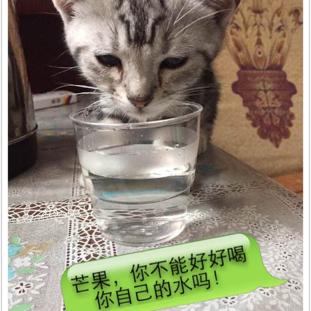 明尼苏达大学在读证明办理